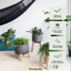 Finestgreen Charlie Feet Low | Handmade Planter on Wooden Feet (L: 29.5, H: 34.5 cm, Black) | Pottery Pots view 4