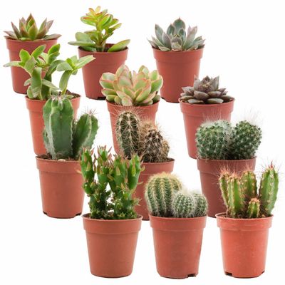 ZynesFlora Mix of Mini Cacti and Succulents, 12-Pack, 5.5 cm Pots