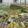 ZynesFlora Mix of Mini Cacti and Succulents, 12-Pack, 5.5 cm Pots view 4