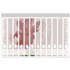 Wallario Binder Spine Stickers, Rose in Pastel Colors - Labels for 12 Wide Binders view 1