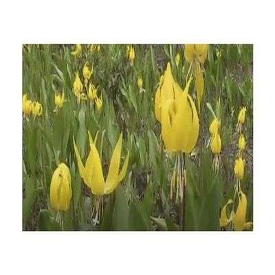 2 x Grielum grandiflorum Perennial Garden Plant Seeds B2095 – Seeds & Plants Shop by Ipsa