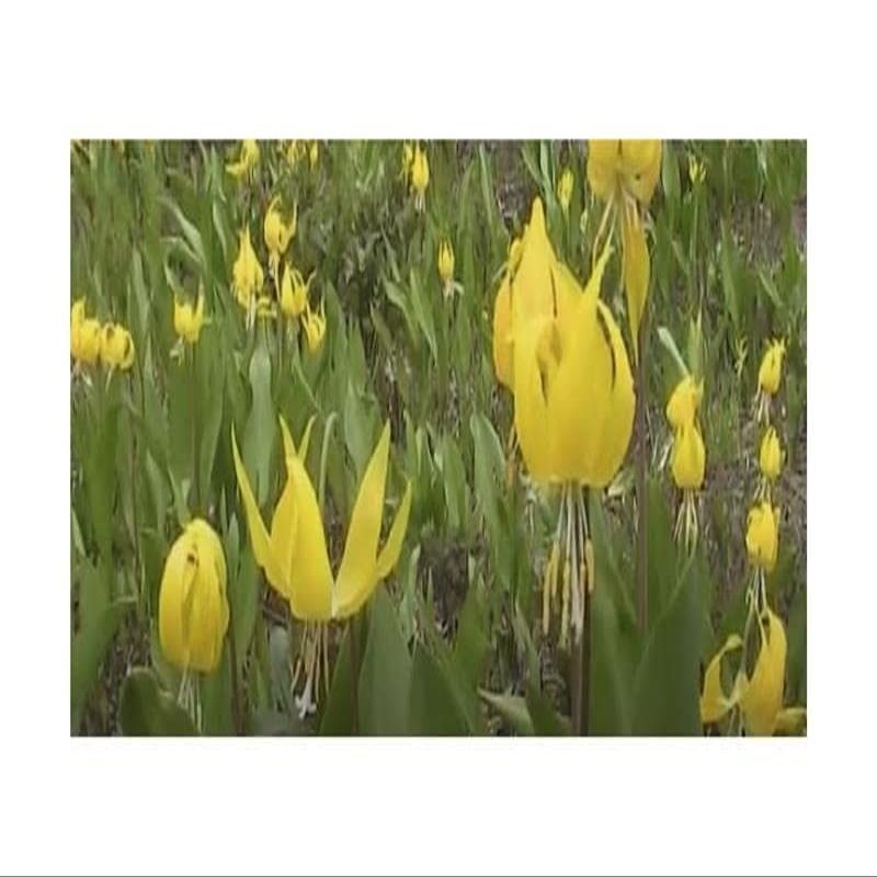 2 x Grielum grandiflorum Perennial Garden Plant Seeds B2095 – Seeds & Plants Shop by Ipsa