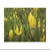 2 x Grielum grandiflorum Perennial Garden Plant Seeds B2095 – Seeds & Plants Shop by Ipsa view 1
