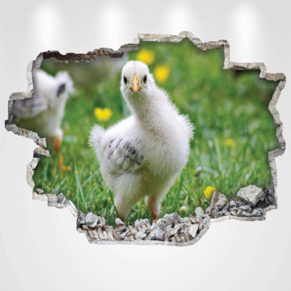 Cute Chicken Chick Pose Animal Wall Sticker Vinyl Decal Mural Poster