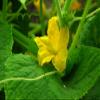 80756 Sperli Premium 'Vorgebirgstrauben' Pickling Cucumber Seeds view 3