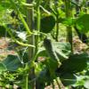 80756 Sperli Premium 'Vorgebirgstrauben' Pickling Cucumber Seeds view 4