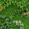 QIAOH Artificial Hedge Plant Wall, 24 Pieces, Artificial Boxwood Panels with UV Protection for Indoor and Outdoor Use, Fence Privacy Screen, Grass Wall, Green Background view 3