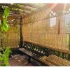 Natural Reed Curtain Roller Shade, Sun Screen & Privacy Blind, 80 x 105 cm view 4