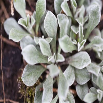 Pussytoes (Antennaria dioica) in a Pot, Hardy Evergreen Ground Cover