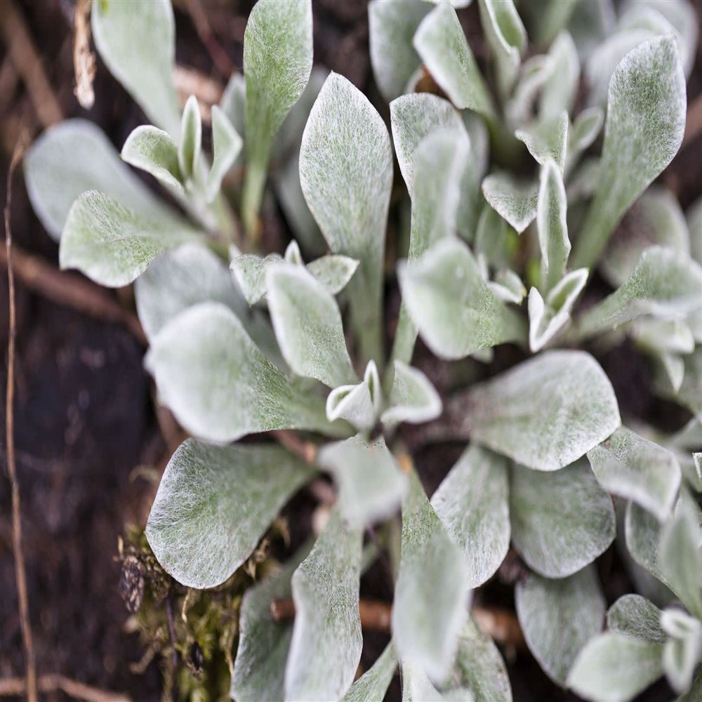 Pussytoes (Antennaria dioica) in a Pot, Hardy Evergreen Ground Cover