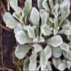 Pussytoes (Antennaria dioica) in a Pot, Hardy Evergreen Ground Cover view 1