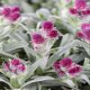 Pussytoes (Antennaria dioica) in a Pot, Hardy Evergreen Ground Cover view 2