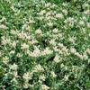 Pussytoes (Antennaria dioica) in a Pot, Hardy Evergreen Ground Cover view 3