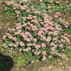 Pussytoes (Antennaria dioica) in a Pot, Hardy Evergreen Ground Cover view 4