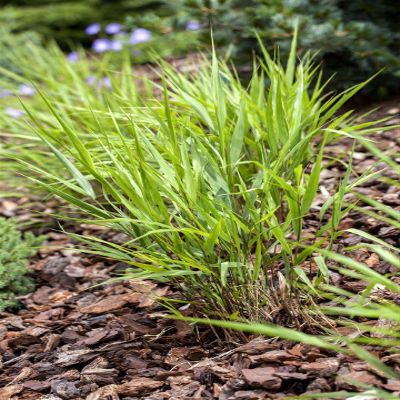 Hakonechloa macra 9 x 9 cm Pot, Hardy Perennial Japanese Forest Grass for Shade