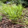 Hakonechloa macra 9 x 9 cm Pot, Hardy Perennial Japanese Forest Grass for Shade view 1