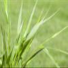 Hakonechloa macra 9 x 9 cm Pot, Hardy Perennial Japanese Forest Grass for Shade view 2
