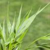 Hakonechloa macra 9 x 9 cm Pot, Hardy Perennial Japanese Forest Grass for Shade view 3