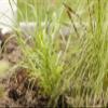 Hakonechloa macra 9 x 9 cm Pot, Hardy Perennial Japanese Forest Grass for Shade view 4