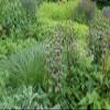 Phlomis tuberosa, 9 x 9 cm Pot, Hardy Perennial, Easy-Care Tuberous Jerusalem Sage view 1