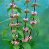Phlomis tuberosa, 9 x 9 cm Pot, Hardy Perennial, Easy-Care Tuberous Jerusalem Sage view 2