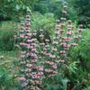 Phlomis tuberosa, 9 x 9 cm Pot, Hardy Perennial, Easy-Care Tuberous Jerusalem Sage view 3