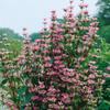 Phlomis tuberosa, 9 x 9 cm Pot, Hardy Perennial, Easy-Care Tuberous Jerusalem Sage view 4