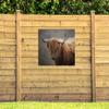 MuchoWow Outdoor Garden Poster, 120 x 80 cm, Scottish Highlander Light Portrait view 4