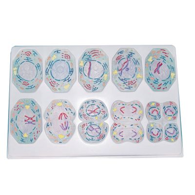 Cell Meiosis Anatomy Model, 10-Piece Teaching Tool