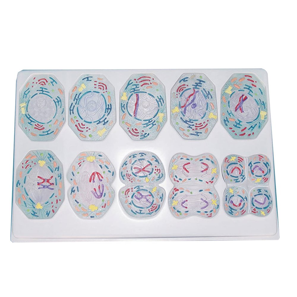 Cell Meiosis Anatomy Model, 10-Piece Teaching Tool
