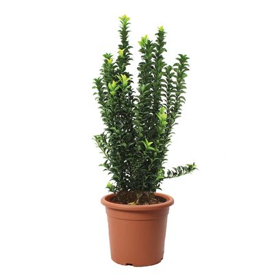 KENTIS - Euonymus japonicus 'Benkomasaki' - Japanese euonymus - Outdoor hedge plant - H 50–60 cm, 20 cm pot