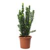 KENTIS - Euonymus japonicus 'Benkomasaki' - Japanese euonymus - Outdoor hedge plant - H 50–60 cm, 20 cm pot view 1