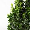 KENTIS - Euonymus japonicus 'Benkomasaki' - Japanese euonymus - Outdoor hedge plant - H 50–60 cm, 20 cm pot view 2