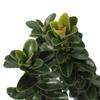 KENTIS - Euonymus japonicus 'Benkomasaki' - Japanese euonymus - Outdoor hedge plant - H 50–60 cm, 20 cm pot view 3
