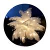 Cozylkx 10-Piece Colored Ostrich Feathers, White, 22–24 in view 4