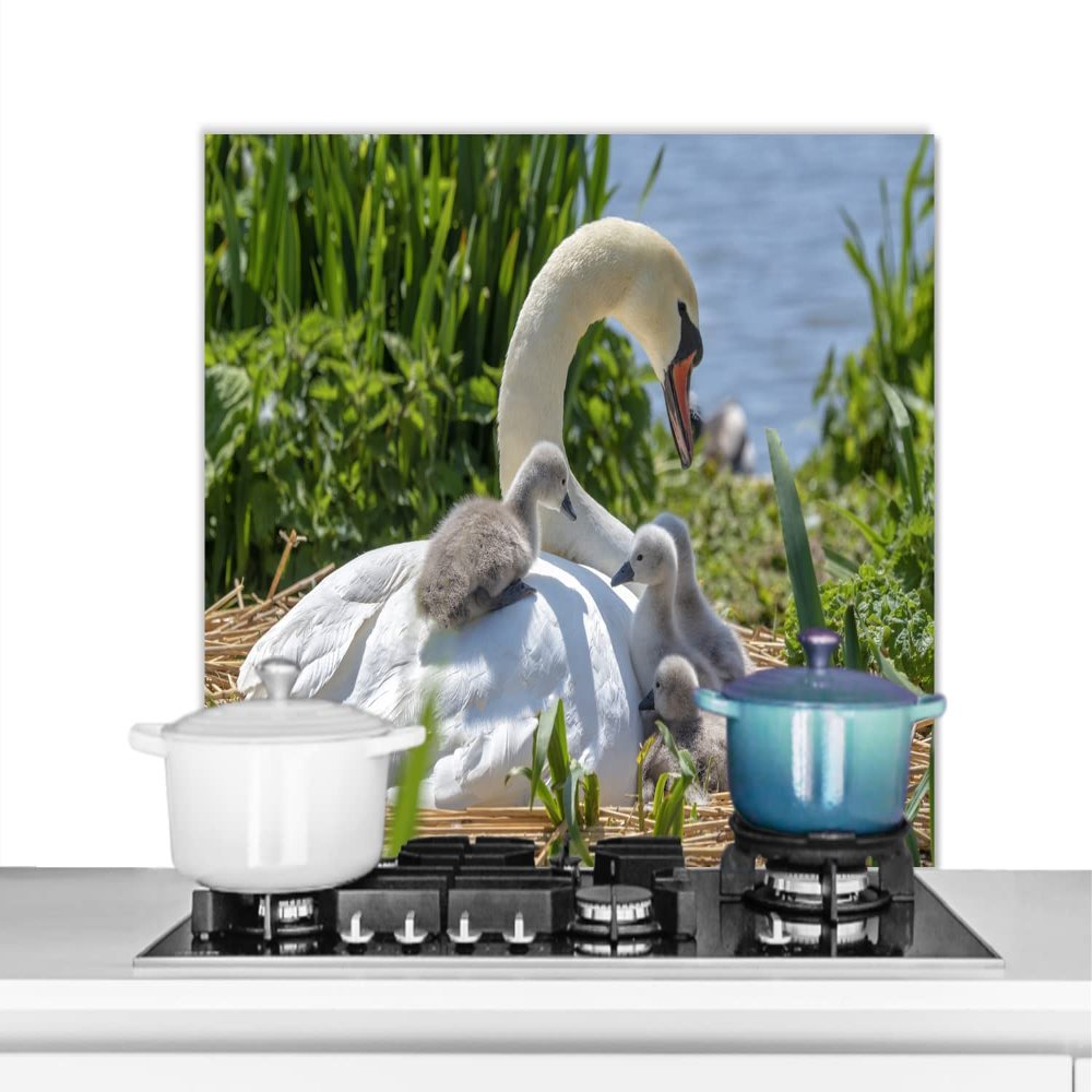 MuchoWow Kitchen Splashback Aluminum Poster 90 x 60 cm – Swan, Water, Spring