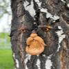 Old Man Tree Hugger Bird Feeder and Garden Decoration view 3