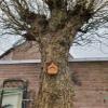 Old Man Tree Hugger Bird Feeder and Garden Decoration view 4