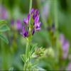 1,500 Alfalfa Seeds – Green Manure Crop – Farm Seeds view 2
