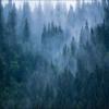 Muralo 3D Vinyl Wallpaper, Forest, Trees, Fog, XXL Art Print - 208 x 146 cm view 2