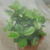 1 × 7 m Garden Net for Plants, Fine-Mesh Insect Protection Net view 2
