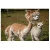 Cute Alpaca Placemats, Heat-Resistant Washable Oxford Cloth, Set of 4 view 1
