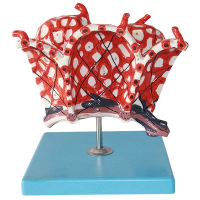 Human Lung Alveolus and Alveolar Epithelium Anatomical Model