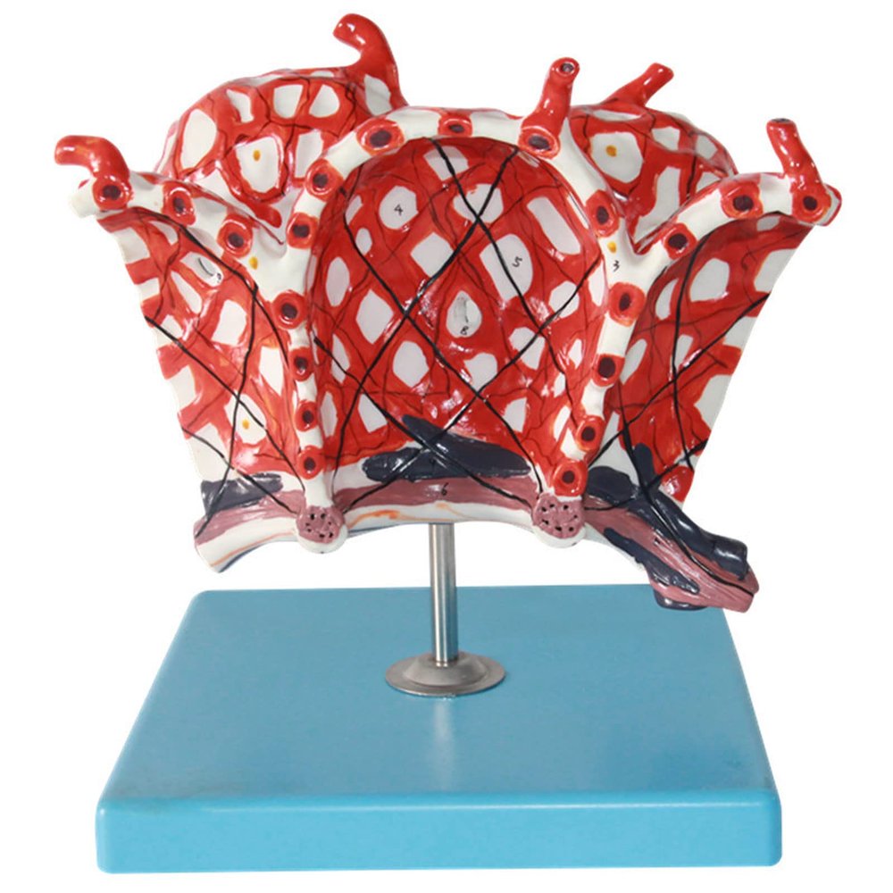 Human Lung Alveolus and Alveolar Epithelium Anatomical Model