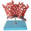 Human Lung Alveolus and Alveolar Epithelium Anatomical Model view 1