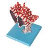 Human Lung Alveolus and Alveolar Epithelium Anatomical Model view 4