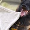Lolosale Belgian Shepherd Plush Blanket, 150 x 200 cm view 4