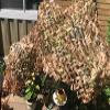 SDLLG Thickened 210D Camouflage Net, 4 x 8 m, Yellow-A view 4