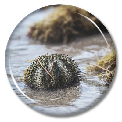 Hedgehog Refrigerator Magnet with Bottle Opener