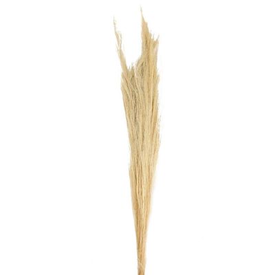 Dijk Natural Collections Light Natural Broom Grass - Thysanolaena - 90–105 cm - 100 g